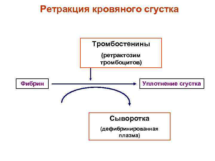 Ретракция кровяного сгустка Тромбостенины (ретрактозим тромбоцитов) Фибрин Уплотнение сгустка Сыворотка (дефибринированная плазма) 