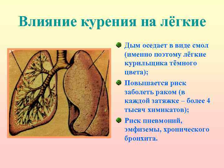 Влияние курения на лёгкие Дым оседает в виде смол (именно поэтому лёгкие курильщика тёмного