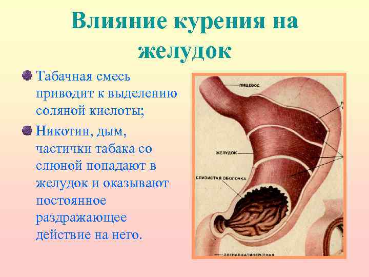 Влияние курения на желудок Табачная смесь приводит к выделению соляной кислоты; Никотин, дым, частички