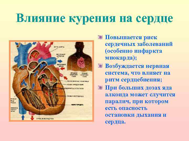 Влияние курения на сердце Повышается риск сердечных заболеваний (особенно инфаркта миокарда); Возбуждается нервная система,