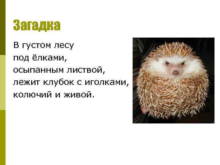 Загадка В густом лесу под ёлками, осыпанным листвой, лежит клубок с иголками, колючий и