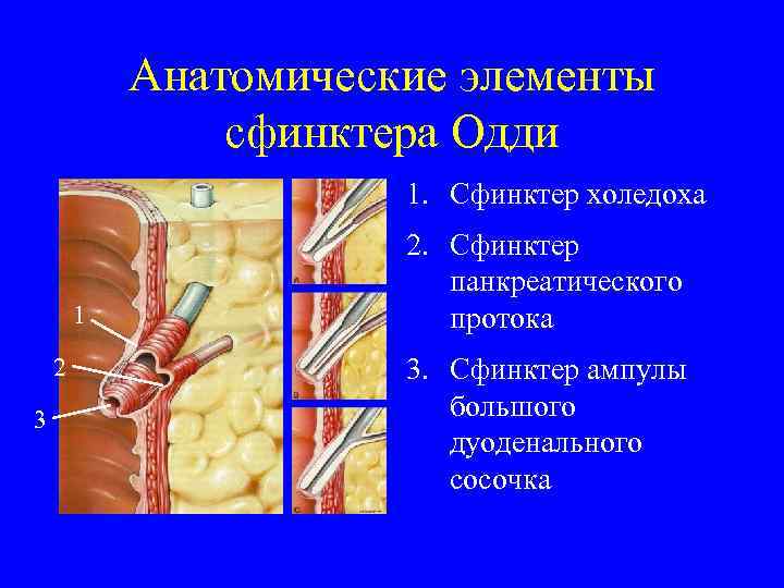 Сфинктер одди где находится картинки