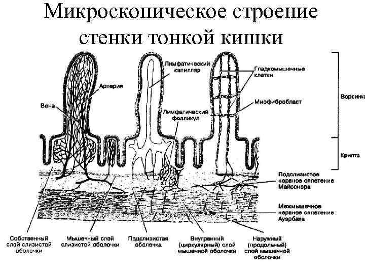 Схема строения кишечной ворсинки