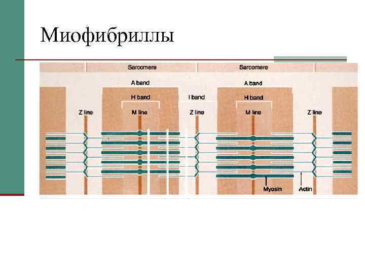 Миофибриллы 