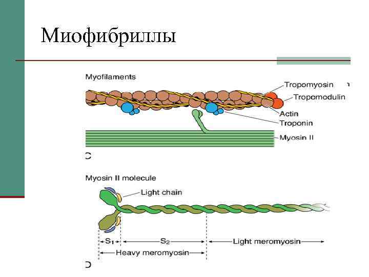 Актин и миозин рисунок