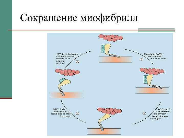 Сокращение миофибрилл 