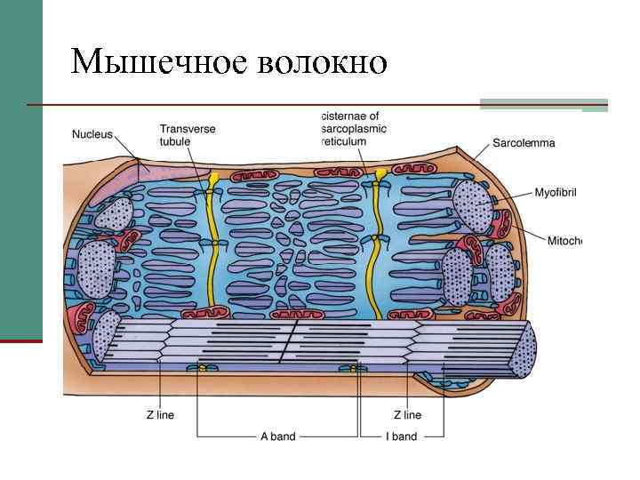 Мышечное волокно 