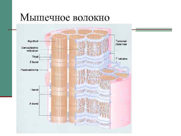 Мышечное волокно 