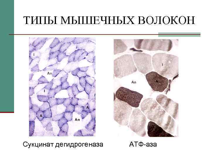 ТИПЫ МЫШЕЧНЫХ ВОЛОКОН Сукцинат дегидрогеназа АТФ-аза 