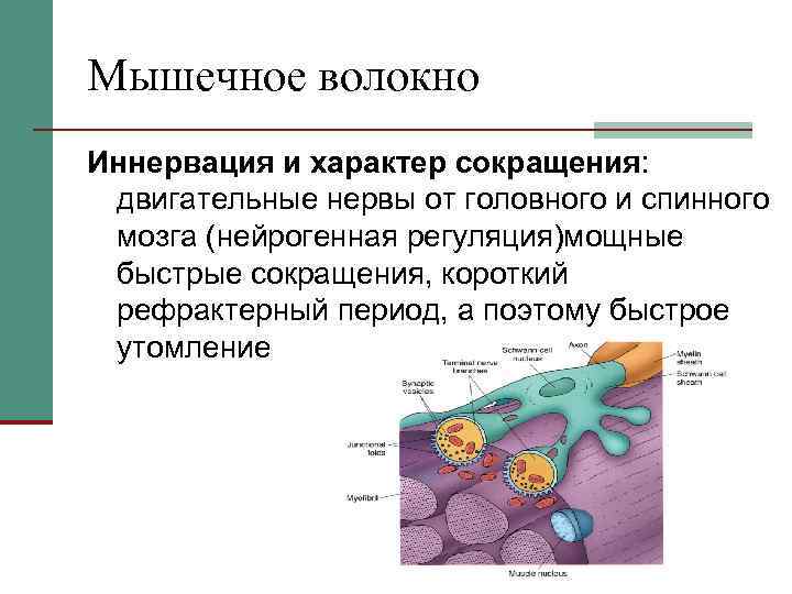 Мышечное волокно Иннервация и характер сокращения: двигательные нервы от головного и спинного мозга (нейрогенная