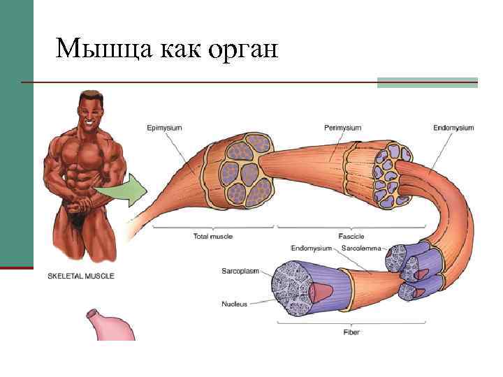 Мышца как орган 