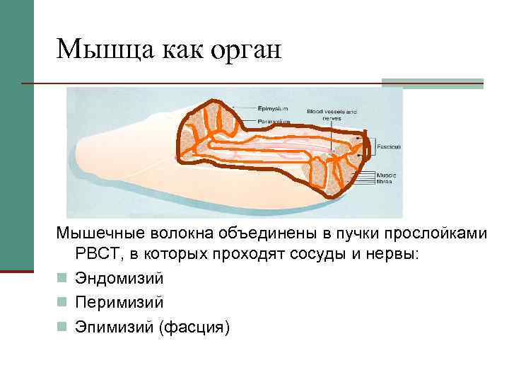 Мышца как орган Мышечные волокна объединены в пучки прослойками РВСТ, в которых проходят сосуды