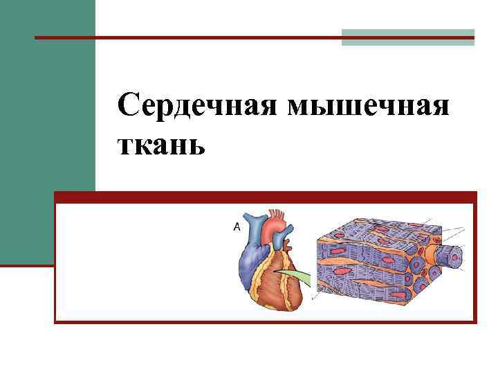 Сердечная мышечная ткань 