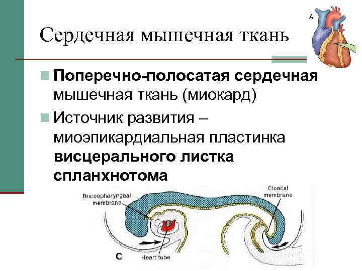 Сердечная мышечная ткань n Поперечно-полосатая сердечная мышечная ткань (миокард) n Источник развития – миоэпикардиальная