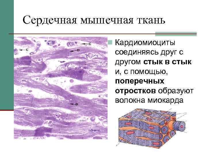 Сердечная мышечная ткань n Кардиомиоциты соединяясь друг с другом стык в стык и, с