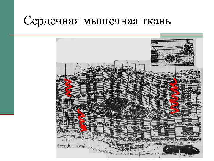 Сердечная мышечная ткань 