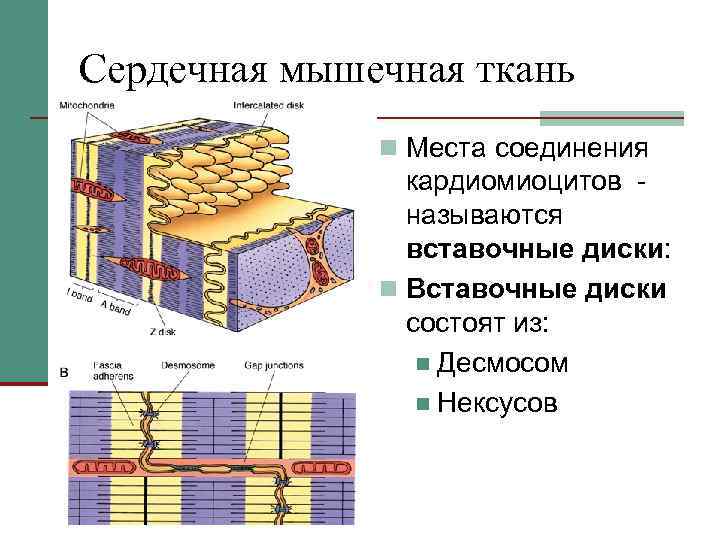 Сердечная мышечная ткань n Места соединения кардиомиоцитов называются вставочные диски: n Вставочные диски состоят