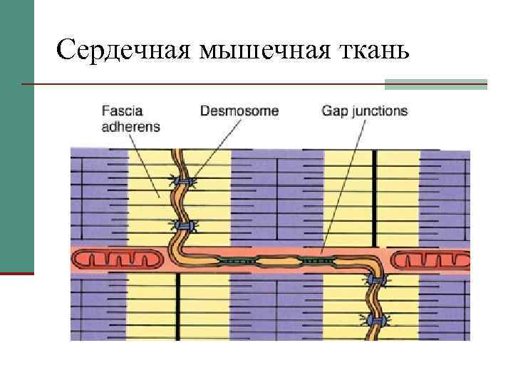 Сердечная мышечная ткань 