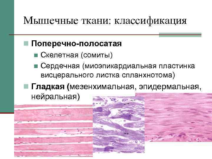 Мышечные ткани: классификация n Поперечно-полосатая n Скелетная (сомиты) n Сердечная (миоэпикардиальная пластинка висцерального листка