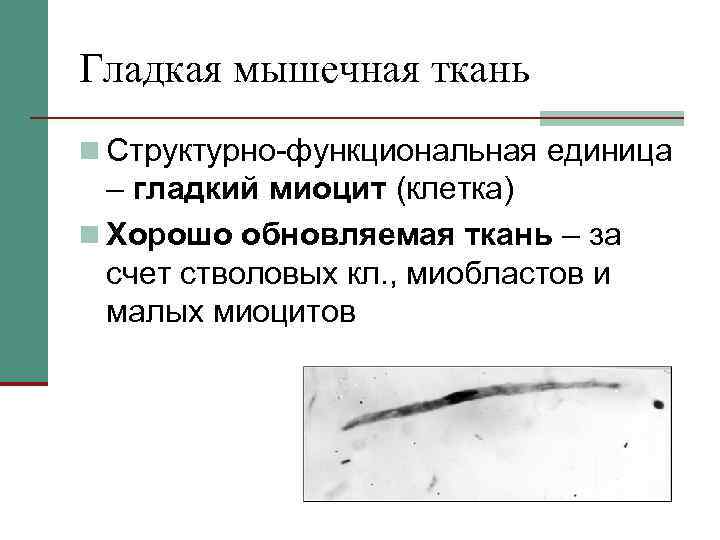 Гладкая мышечная ткань n Структурно-функциональная единица – гладкий миоцит (клетка) n Хорошо обновляемая ткань