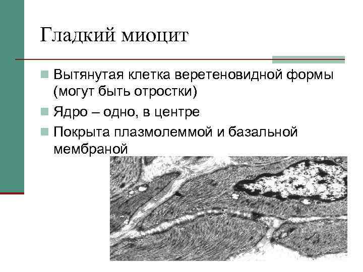 Гладкий миоцит n Вытянутая клетка веретеновидной формы (могут быть отростки) n Ядро – одно,