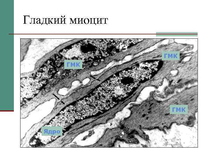 Гладкий миоцит ГМК ГМК Ядро 