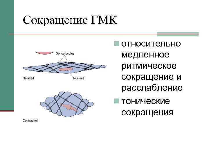 Сокращение ГМК n относительно медленное ритмическое сокращение и расслабление n тонические сокращения 