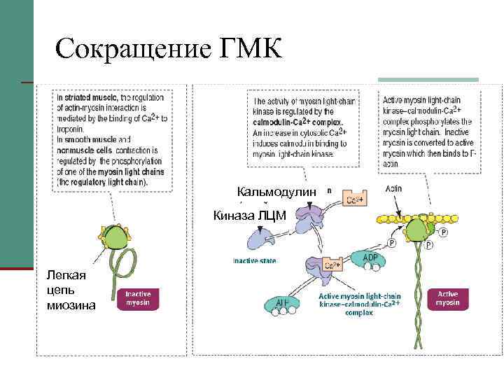 Сокращение ГМК Кальмодулин Киназа ЛЦМ Легкая цепь миозина 