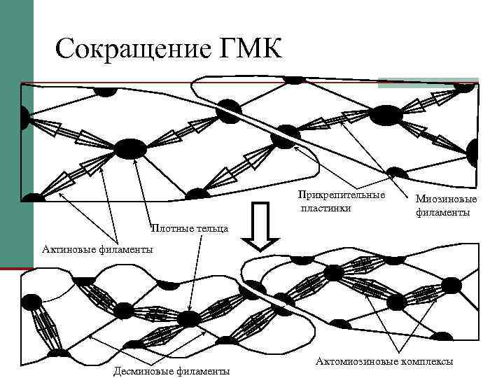 Сокращение ГМК Прикрепительные пластинки Миозиновые филаменты Плотные тельца Актиновые филаменты Десминовые филаменты Актомиозиновые комплексы