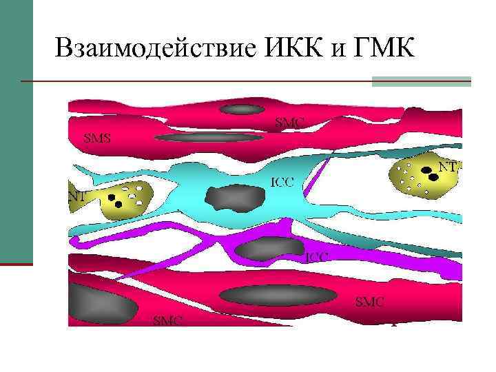 Взаимодействие ИКК и ГМК 