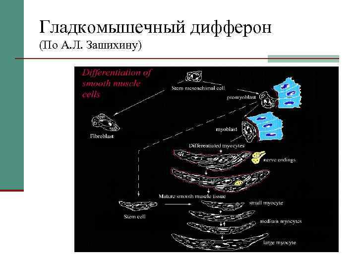 Гладкомышечный дифферон (По А. Л. Зашихину) 