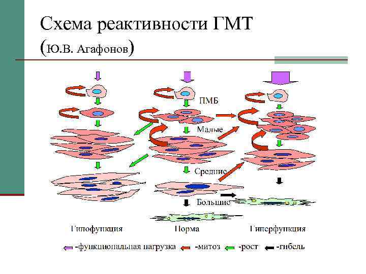 Схема реактивности ГМТ (Ю. В. Агафонов) 