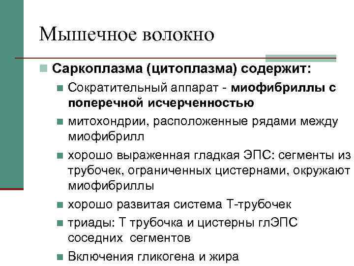 Мышечное волокно n Саркоплазма (цитоплазма) содержит: n Сократительный аппарат - миофибриллы с поперечной исчерченностью