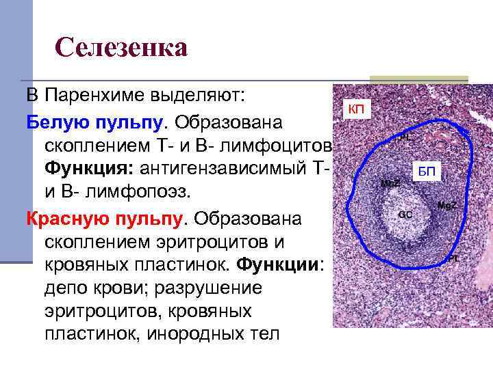 Стволовые клетки селезенки. Т-лимфоциты в селезенке локализованы:. Т лимфоциты в сеокзнке локализованы. В-лимфоциты в селезенке локализованы в:. Т лимфоциты в селезенке локализованы в пульпе.