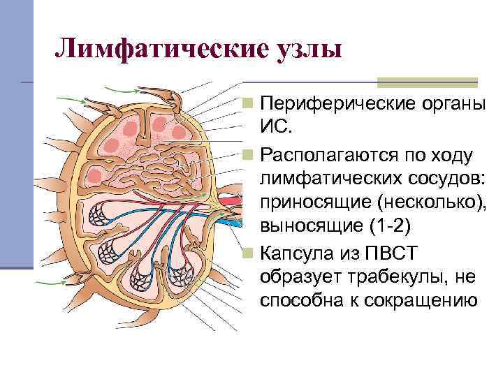 Сердце лимфатические сосуды