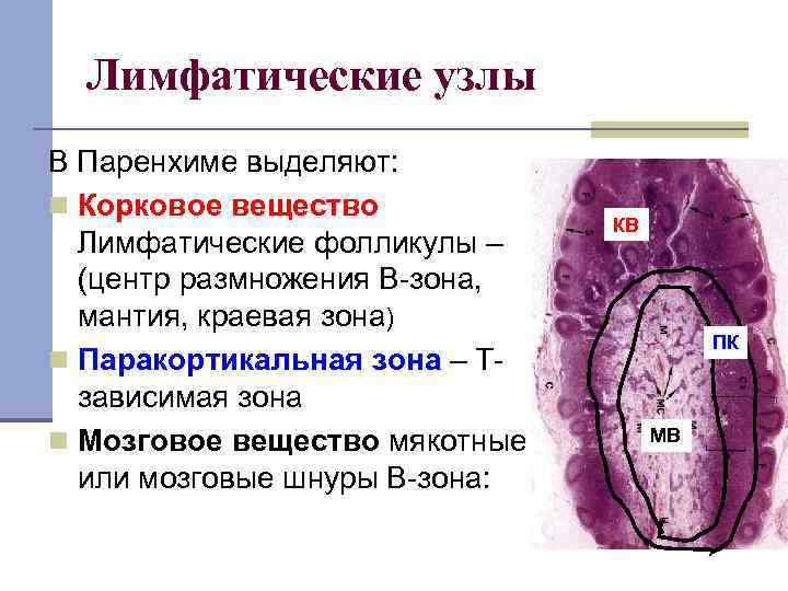 Лимфоидные фолликулы в горле фото