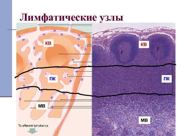 Лимфатические узлы КВ КВ ПК ПК МВ МВ 