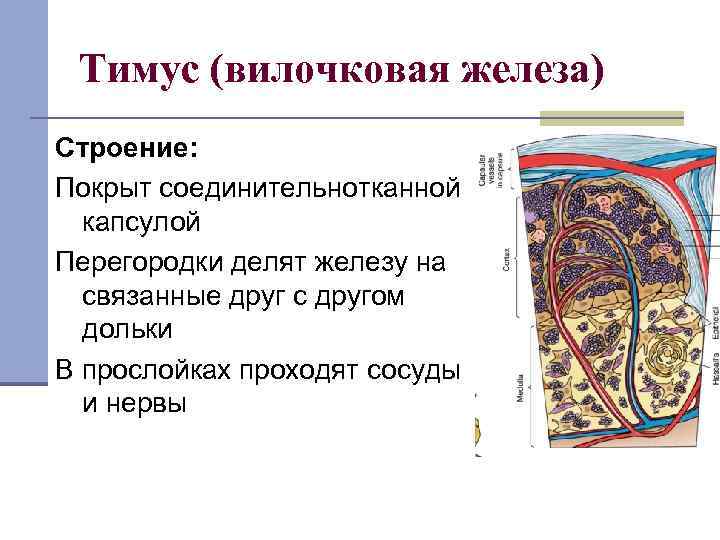 Тимус (вилочковая железа) Строение: Покрыт соединительнотканной капсулой Перегородки делят железу на связанные друг с