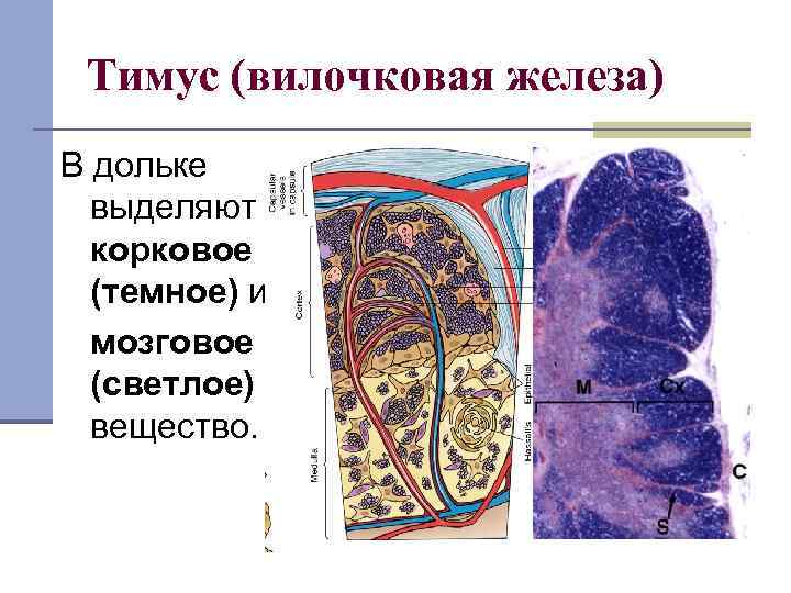 Тимус (вилочковая железа) В дольке выделяют корковое (темное) и мозговое (светлое) вещество. 