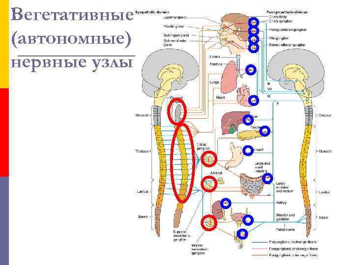 Вегетативные (автономные) нервные узлы 
