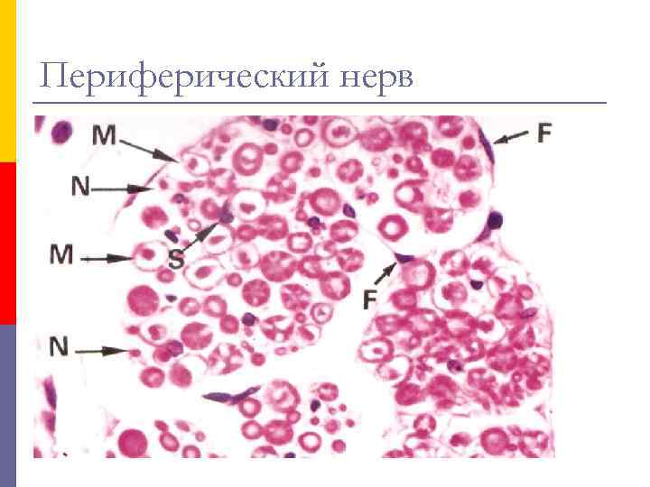 Периферический нерв 