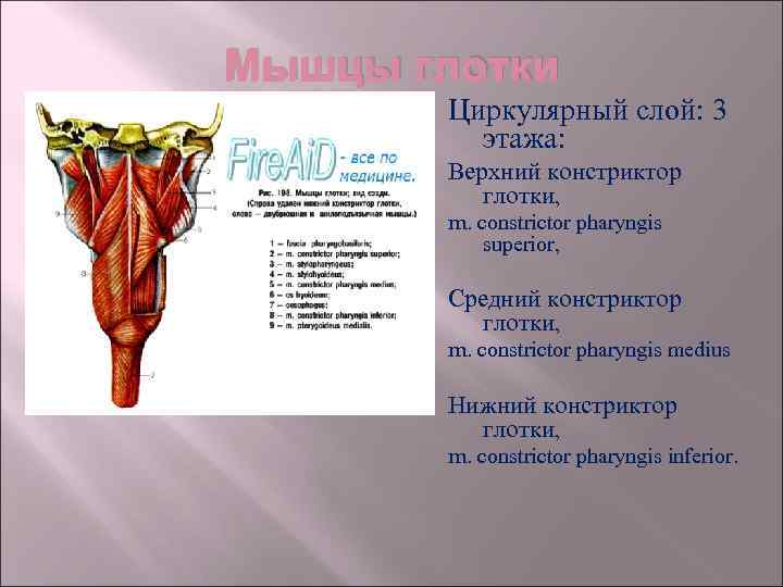 Глотка топография строение функции