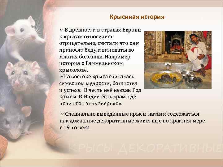 Крысиная история ~ В древности в странах Европы к крысам относились отрицательно, считали что