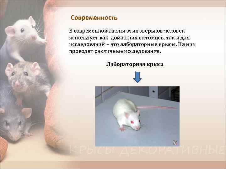 Современность В современной жизни этих зверьков человек использует как домашних питомцев, так и для