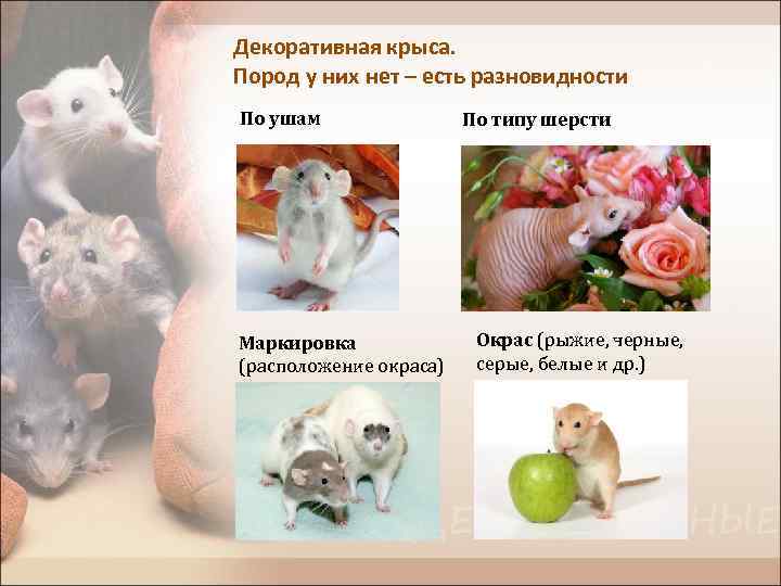 Декоративная крыса. Пород у них нет – есть разновидности По ушам Маркировка (расположение окраса)