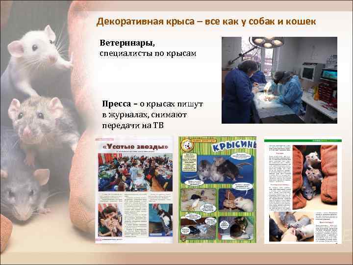 Декоративная крыса – все как у собак и кошек Ветеринары, специалисты по крысам Пресса