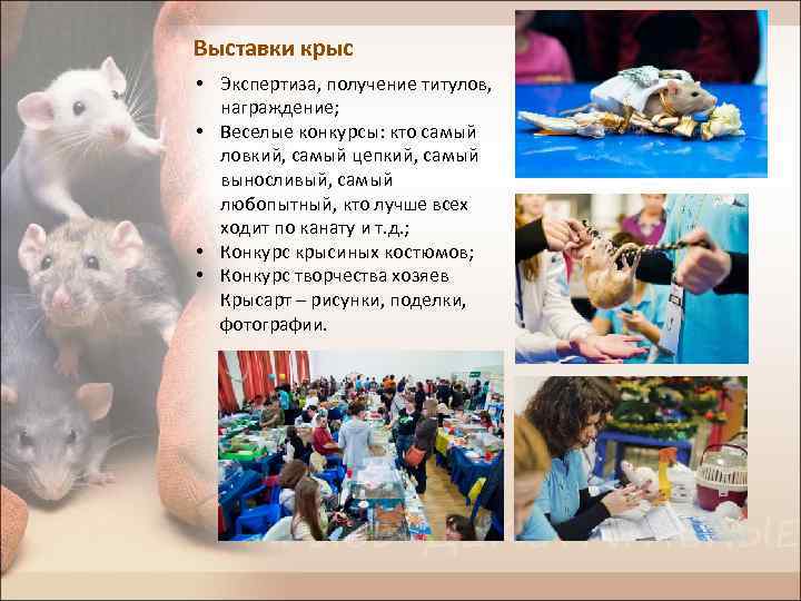 Выставки крыс • Экспертиза, получение титулов, награждение; • Веселые конкурсы: кто самый ловкий, самый