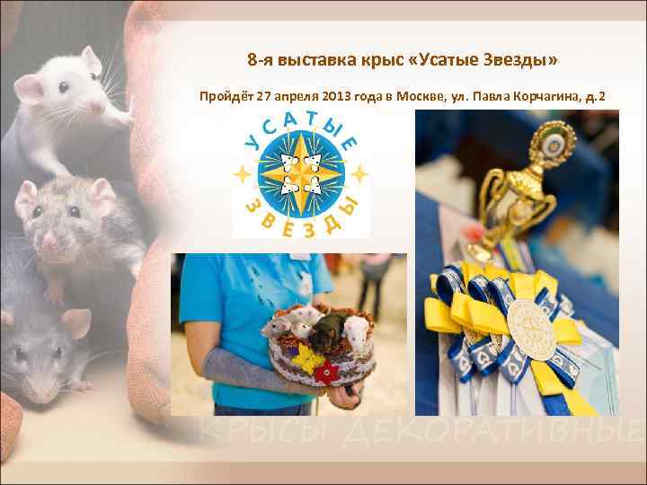 8 -я выставка крыс «Усатые Звезды» Пройдёт 27 апреля 2013 года в Москве, ул.