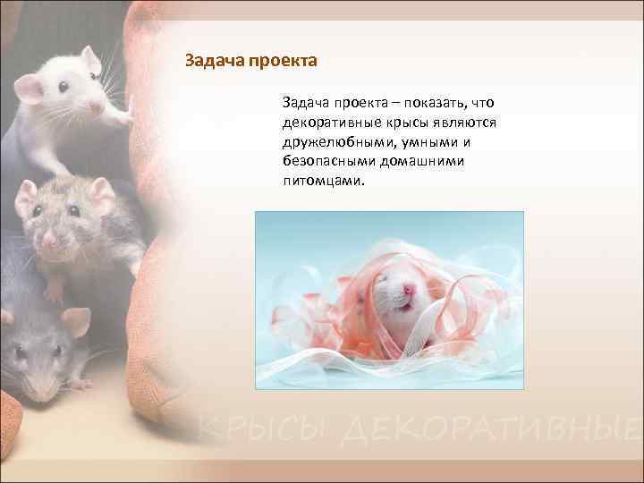 Задача проекта – показать, что декоративные крысы являются дружелюбными, умными и безопасными домашними питомцами.