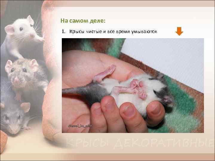 На самом деле: 1. Крысы чистые и все время умываются 